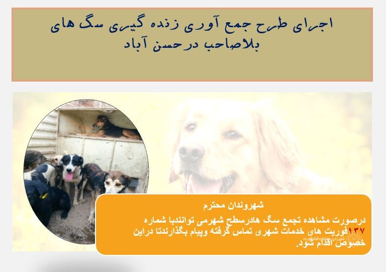 اجرای طرح جمع آوری زنده گیری سگ های بلاصاحب درحسن آباد